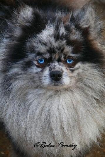 Mooie Merle Dekreu ( voor pomsky of pomerianian ) beschikbaar voor biedingen