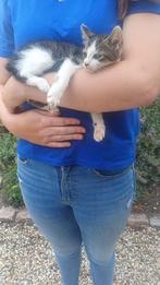 Super lief grijs/wit katertje zoekt een lief baasje, Kater, Kortharig, 0 tot 2 jaar