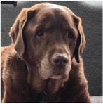 Gezocht lief labrador of golden retriever teefje, Dieren en Toebehoren, Honden | Retrievers, Spaniëls en Waterhonden, 1 tot 2 jaar