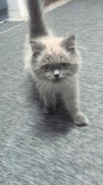 Bkh Britse Langhaar Britse Korthaar Kitten, Dieren en Toebehoren, Katten en Kittens | Raskatten | Langhaar, Kater