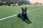 Ter dekking KNPV gecertificeerde zwarte mechelse herder, Rabiës (hondsdolheid), Reu, Eén hond, 3 tot 5 jaar
