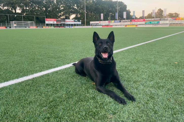 Ter dekking KNPV gecertificeerde zwarte mechelse herder, Dieren en Toebehoren, Honden | Dekreuen, Reu, Particulier, Eén hond, Nederland