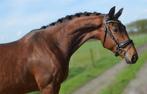 Super brave 4 jarige ruin v. Jheronimus, Dieren en Toebehoren, Paarden, B, Ruin, 3 tot 6 jaar, Dressuurpaard