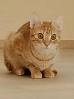 2 super leuke kittens 6mnd gecastr/gesterilis/chip/ingeent, Dieren en Toebehoren, Katten en Kittens | Overige Katten, Meerdere dieren