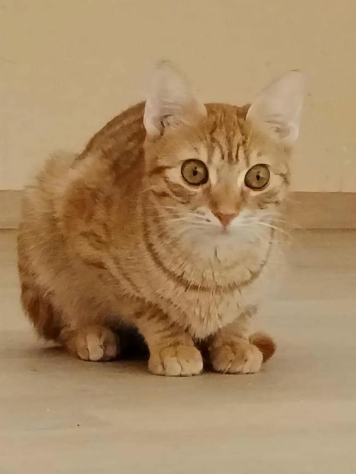 2 super leuke kittens 6mnd gecastr/gesterilis/chip/ingeent, Dieren en Toebehoren, Katten en Kittens | Overige Katten, Kortharig