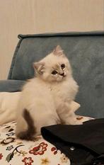 Kitten (prachtig wit poesje), Dieren en Toebehoren, Katten en Kittens | Overige Katten, Poes, 0 tot 2 jaar