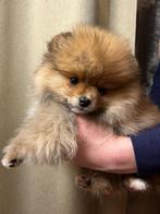 ️Pomeranian meisje️, België, Particulier, Keeshond, 8 tot 15 weken