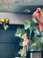 Te koop, Dieren en Toebehoren, Vogels | Overige Vogels, Meerdere dieren, Geringd