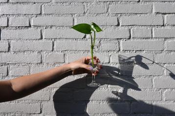 Stekje Golden Pothos (Epipremnum Aureum) plant beschikbaar voor biedingen