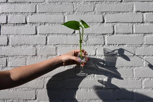 Stekje Golden Pothos (Epipremnum Aureum) plant, Huis en Inrichting, Kamerplanten, Overige soorten, Minder dan 100 cm, Ophalen of Verzenden