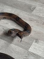Boa constrictor leopard, 66% Het Khal Albino, Slang