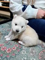 Pomsky puppy pup teefje wit, mini husky, Dieren en Toebehoren, Rabiës (hondsdolheid), 8 tot 15 weken, Poolhond, Meerdere