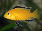 Malawi cichliden: Labidochromis caeruleus Gold, Vis, Zoetwatervis