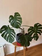 Grote Monstera Deliciosa incl. pot, Huis en Inrichting, Kamerplanten, Ophalen, 100 tot 150 cm, Overige soorten, Halfschaduw