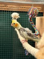 3 jonge valkparkieten, Meerdere dieren, Parkiet, Geringd