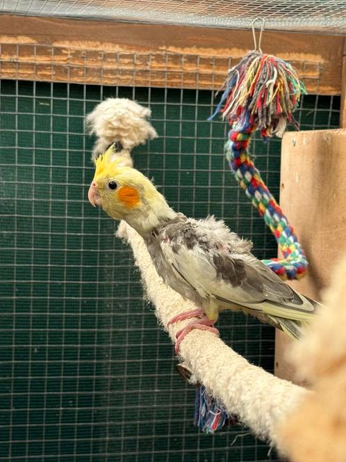 3 jonge valkparkieten, Dieren en Toebehoren, Vogels | Parkieten en Papegaaien, Parkiet, Meerdere dieren, Geringd