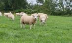 Engelse texelaar rammen, Dieren en Toebehoren, Schapen, Geiten en Varkens, Mannelijk, Schaap, 0 tot 2 jaar