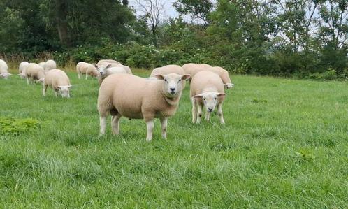 Engelse texelaar rammen, Dieren en Toebehoren, Schapen, Geiten en Varkens, Schaap, Mannelijk, 0 tot 2 jaar