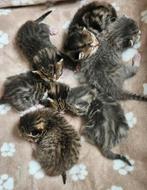 Kittens Brits korthaar x Europees, Ontwormd