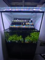 Ila Europa Greenhouse met Twinstar lamp en Optic White glas, Dieren en Toebehoren, Ophalen, Gebruikt, Leeg aquarium