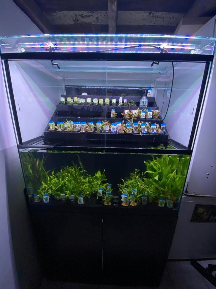 Ila Europa Greenhouse met Twinstar lamp en Optic White glas, Dieren en Toebehoren, Vissen | Aquaria en Toebehoren, Gebruikt, Leeg aquarium