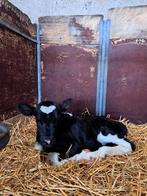 Vaarskalfje, Dieren en Toebehoren, Runderen, Vrouwelijk