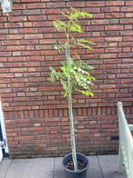 Boom Es en Esdoorn, Tuin en Terras, Planten | Bomen, Ophalen of Verzenden