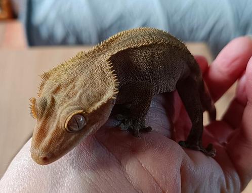 Wimpergekko vrouw phantom, Dieren en Toebehoren, Reptielen en Amfibieën, Hagedis