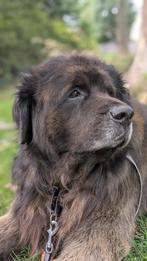 Vakantie opvang gevraagd, Diensten en Vakmensen, Dieren | Honden | Verzorging, Oppas en Les