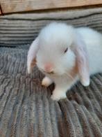 Hangoor konijntje, Dieren en Toebehoren, Konijnen, Vrouwelijk, Klein, Hangoor, 0 tot 2 jaar