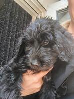 Laatste zwarte reutje!!!  # Labradoodle, Dieren en Toebehoren, Overige rassen, 8 tot 15 weken, Meerdere, Meerdere dieren