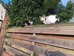 Jordy en stipje, Dieren en Toebehoren, Katten en Kittens | Overige Katten, Kater, Kortharig, 6 jaar of ouder
