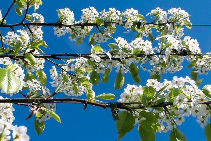 leibomen, leilindes, leisierpeer, volwassen exemplaren, Tuin en Terras, Planten | Bomen, Leiboom, 250 tot 400 cm, Volle zon, Lente