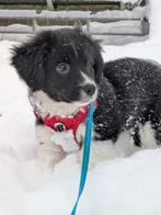 Y tuigje Bobby so frenchy XS, Ophalen of Verzenden, Zo goed als nieuw