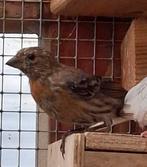 Roodmus man 2025, Dieren en Toebehoren, Vogels | Overige Vogels, Mannelijk, Wildzangvogel