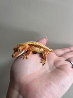 Wimpergekko man rood, Hagedis, Tam, 0 tot 2 jaar