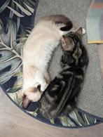 Kittens Heilige Birmaan x Europese korthaar, Dieren en Toebehoren, Kater, Ontwormd