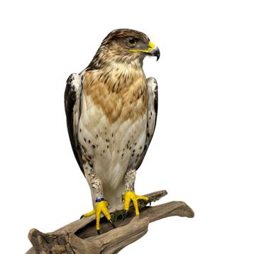 Te koop: Koningsbuizerd beschikbaar voor biedingen