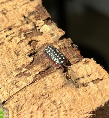 Armadillidium Kluggi "Dubrovnik" isopods/pissebedden beschikbaar voor biedingen