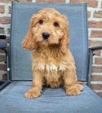 Prachtige cockapoo pups te koop, Nederland, Overige rassen, CDV (hondenziekte), 8 tot 15 weken
