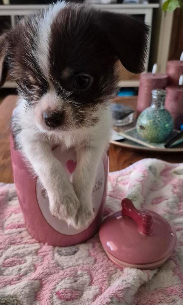 Boomchi pup!!! De allerlaatste!!, Dieren en Toebehoren, Honden | Jack Russells en Terriërs, Meerdere dieren, Overige rassen, Particulier