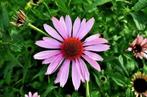 't Dijkje Echinacea 1kg, Dieren en Toebehoren, Dierenvoeding, Ophalen of Verzenden, Knaagdier of Konijn