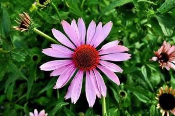 't Dijkje Echinacea 1kg beschikbaar voor biedingen