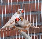 jonge zebravinken, Meerdere dieren, Tropenvogel