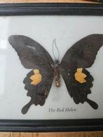 Opgezette vlinder the red helen, Dieren en Toebehoren, Insecten en Spinnen