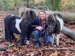 Verzorgster gezocht voor 2 mini shetjes, Dieren en Toebehoren, Stalling en Weidegang, Weidegang