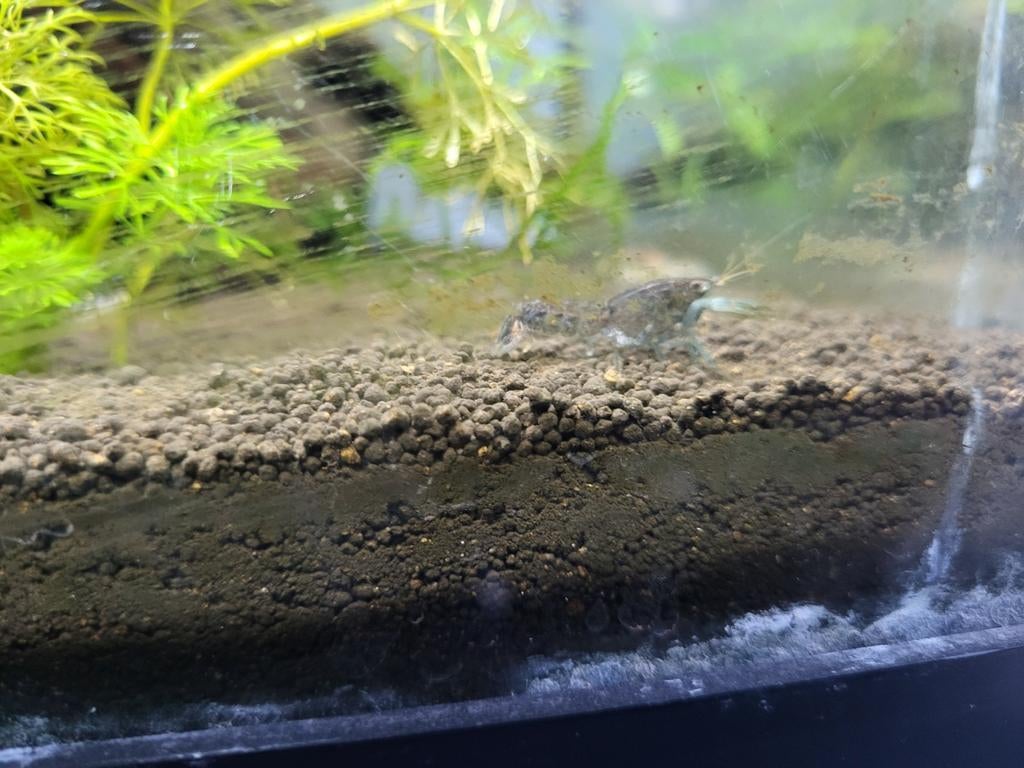 Cambarellus Diminutus - Blauwe Dwergkreeft, Dieren en Toebehoren, Vissen | Aquariumvissen, Vis