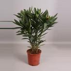 Nerium Oleander - Oleanderplant g55352, Tuin en Terras, Planten | Tuinplanten, Ophalen of Verzenden