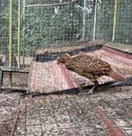 Temminck tragopaan hennen, Dieren en Toebehoren, Ophalen