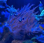 Rode tepel anemoon, Dieren en Toebehoren, Overige typen, Zoutwatervis